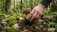 Si possono raccogliere i funghi? I fungaioli ne discutono da decenni: ecco la risposta